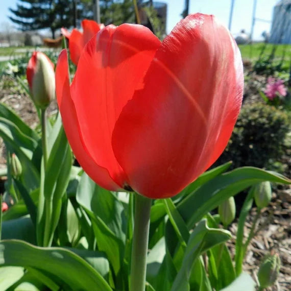 Giant Orange Sunrise Tulip Seeds
